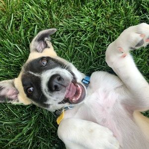 Meet your Posher, Nemma